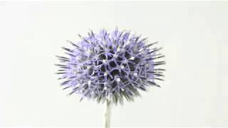 Echinops blue flower rotate Time lapse globe thistle [upl. by Argela]