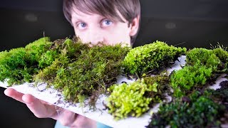 Collecting amp Identifying Moss [upl. by Suhploda]