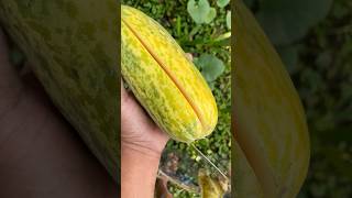 yellow🍈 orange colour melon fruit harvest growth plants nature garden reels fresh home [upl. by Seidule]