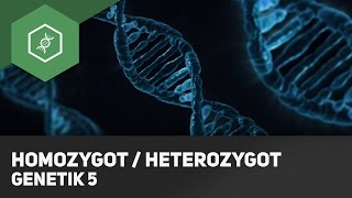 Homozygot  Heterozygot Genotyp Unterschied  Grundbegriffe Genetik 5 [upl. by Onafets]