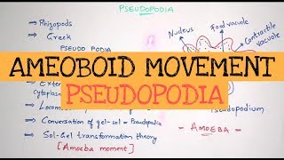 PSEUDOPODIA  AMOEBOID MOVEMENT  GELSOL THEORY  BY PHANINDRA GUPTHA [upl. by Nilram]