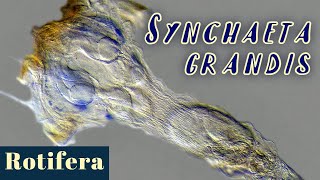 Very large rotifer Synchaeta grandis Wheel animal [upl. by Jesselyn]