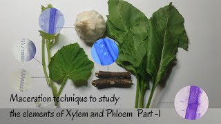 Maceration Technique to Study the Elements of Xylem amp Phloem Part1 [upl. by Bunnie]