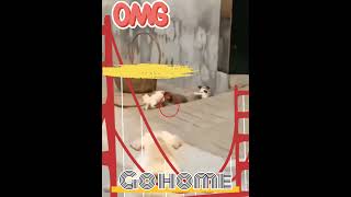 Teaching Puppy to go Home pet dog shortsfeed youtubeshorts [upl. by Aratahs684]