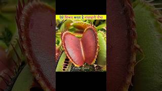 Venus Flytrap Plant facts [upl. by Ecraep]