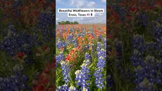 Beautiful Wildflowers  Bluebonnets and Indian Paintbrush  in Bloom Ennis Texas wildflowers [upl. by Erdman]