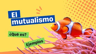 ¿Qué es el mutualismo [upl. by Groos33]