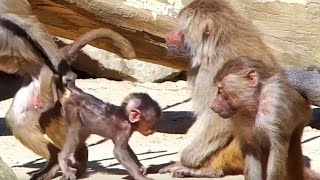 Baboons Pavian Aggressive Behavior Affen Verhalten [upl. by Athalia]