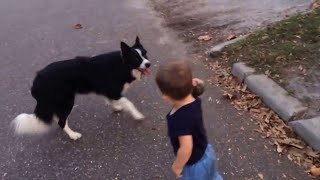 Border Collie and baby playing fetch [upl. by Nevaeh]