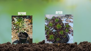 Aeonium succulent propagation caring cutting fixing leggy plants creating clusters [upl. by Luca985]