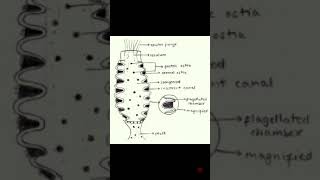 Canal system in Sycon in hindi  Biology solution [upl. by Douglas]