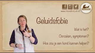 Geluidsfobie bij honden  Wat kun je doen [upl. by Leisam993]