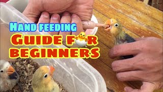 Basic hand feeding guide for beginners  Albs2  Sakto formula [upl. by Reamy453]