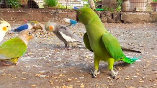 Parrot Talking Video [upl. by Marinelli110]