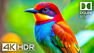 4K Video ULTRA HD 120 FPS  Best of 4K HDR Dolby Vision [upl. by Glory]