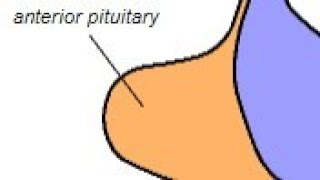 MNEMONIC  Anterior Pituitary Hormones [upl. by Hairem]