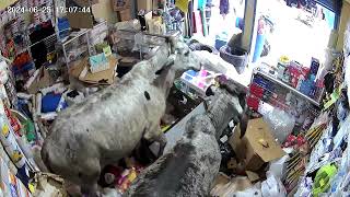 Security Video Captures Cows Destroying Store in Colombia [upl. by Venditti]