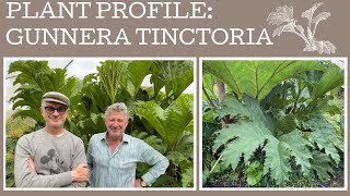 How to grow Gunnera Tinctoria a plant profile of this giant of the garden [upl. by Hahnert591]