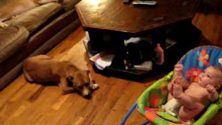 Pitbull licks baby to death [upl. by Ahseneuq]