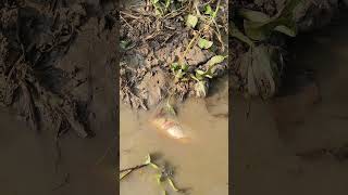 Big Carp Catch fishing fishingtipsandtechniquesfishingmethods hookfishingtips fishingtechniques [upl. by Griz567]