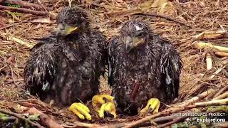 🦅Decorah North🐥🐥Eaglets DN17 amp DN18 part 2 from 5 weeks to 7 1\2 weeks old April 28May 15 2024 [upl. by Gilmore141]