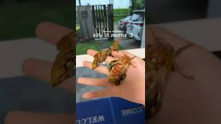 my pet moths 3 cute silly antizoo moths [upl. by Niwri]