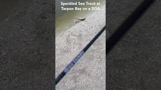 Spotted sea trout on Sanibel Island caught on a DOA fishing sanibelisland sanibel seatrout [upl. by Odeen173]