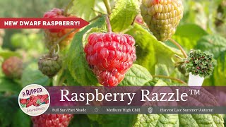 New Dwarf Raspberry From PlantNet [upl. by Anilem]