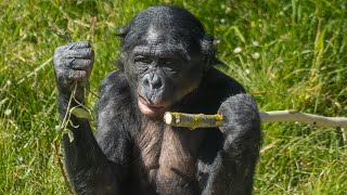 Zoo Planckendael bonobosbonobo’s  June 4 2023 [upl. by Muffin]