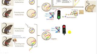 Genotipo Epigenotipo Metilación y Programación [upl. by Rodoeht]