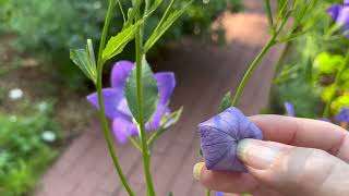 Balloon Flower Plant Profile [upl. by Ytsur465]