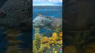 Texas Cichlid  Green Texas Cichlid Texas Cichlid Tank Matesfish aquarium fishtank cichlid [upl. by Atorod]