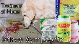 Parvo virus in Dogs Symptoms [upl. by Annua]