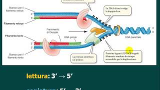 La duplicazione del DNA HD [upl. by Benedikt178]