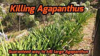 How to Kill Agapanthus  2024 11 [upl. by Lebasy720]