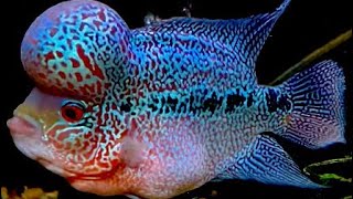 Flowerhorn Cichlid [upl. by Garrison]