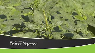 Weed of the Week 1180 Palmer Pigweed Air Date 111520 [upl. by Ellekcir]