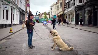 Ice  Anatolian Shepherd  4 Week Residential Dog Training at Adolescent Dogs [upl. by Reizarf791]