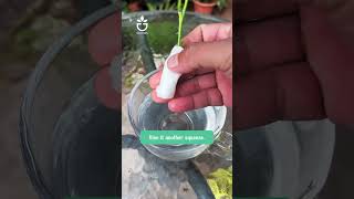 Tips for grafting rose branches🍀garden greenrose namrose [upl. by Sanger575]