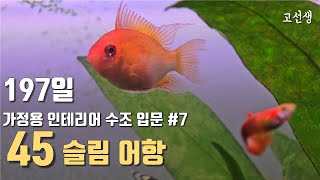 소심한 물고기의 상태가 7  왈스타드 197일 디더피쉬 [upl. by Nollie]