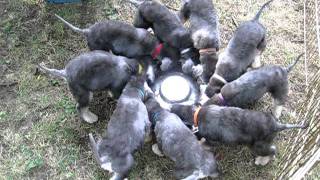 Bedlington Terrier Puppies Dinner Time [upl. by Asilrak]