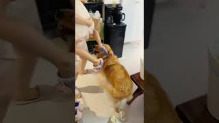 带孩子和狗离家出走33天后Get back after33 days away from home with kid and dog goldenretriever pets cute [upl. by Atirehgram]