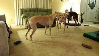 Greyhounds playing [upl. by Nysila]