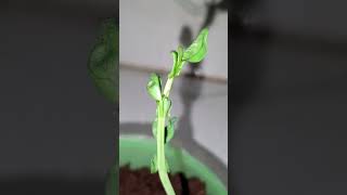 seed to plant growth Amazungplants 02Amazingtubeseedsplantsgrowthgardenflower [upl. by Cheston]