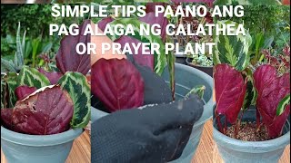 GARDENING TIPSPAANO ANG PAG AALAGA NG MGA CALATHEA OR PRAYER PLANT plantcare [upl. by Caitrin143]