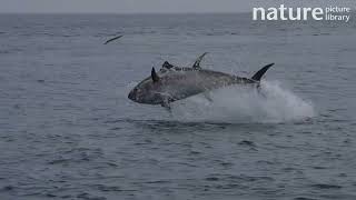 Atlantic bluefin tuna Thunnus thynnus hunting Atlantic saury Scomberesox saurus Devon UK [upl. by Eillib933]