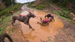 Muddy Dog Pack Runs in the Rain with a Dirt Bike in Oregon [upl. by Shotton200]