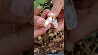 How to Grow Peanuts at Home 🥜 plants farming shorts [upl. by Adehsar]