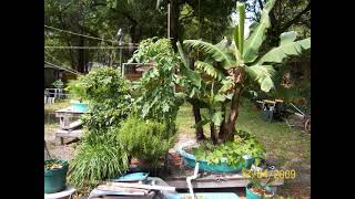 hydroponic bananas in the hydropond James Poore  hydropond [upl. by Hephzibah]