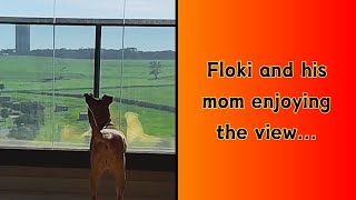 FLOKI AND HIS MOM ENJOYING THE VIEW [upl. by Rabaj441]